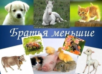 Студенты группы 11 б ДО реализуют проект "Братья наши меньшие"